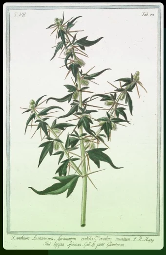 Ботаническая иллюстрация репейника Xanthium canadense